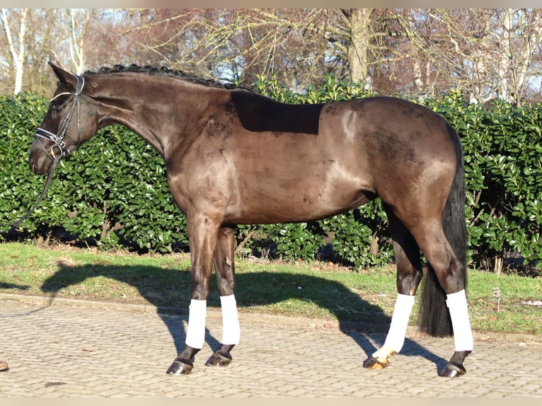 Hanovrien Jument 4 Ans 168 cm Noir in Selsingen