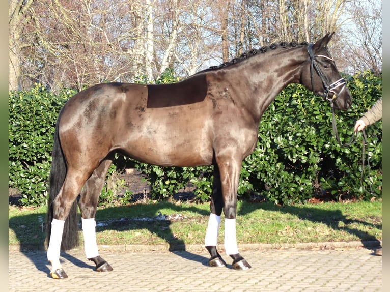 Hanovrien Jument 4 Ans 168 cm Noir in Selsingen