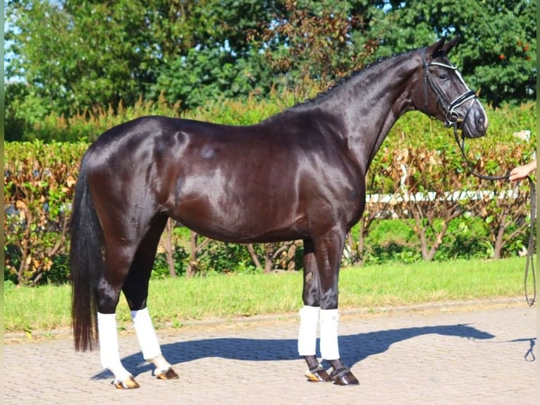 Hanovrien Jument 4 Ans 168 cm Noir in Selsingen