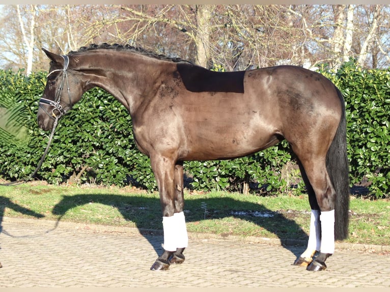 Hanovrien Jument 4 Ans 168 cm Noir in Selsingen