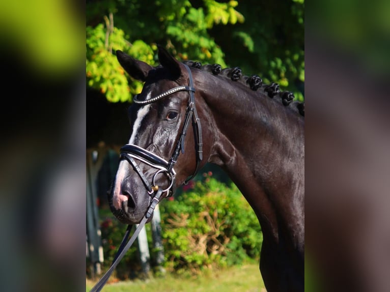 Hanovrien Jument 4 Ans 168 cm Noir in Selsingen