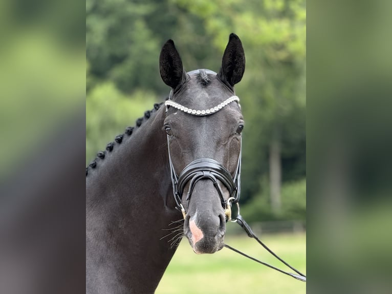 Hanovrien Jument 4 Ans 168 cm Noir in Wallenhorst