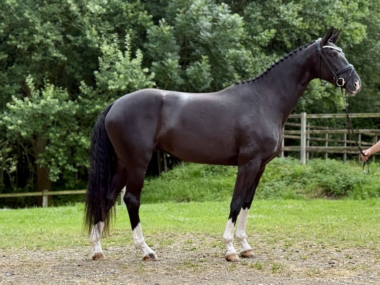 Hanovrien Jument 4 Ans 168 cm Noir in Wallenhorst