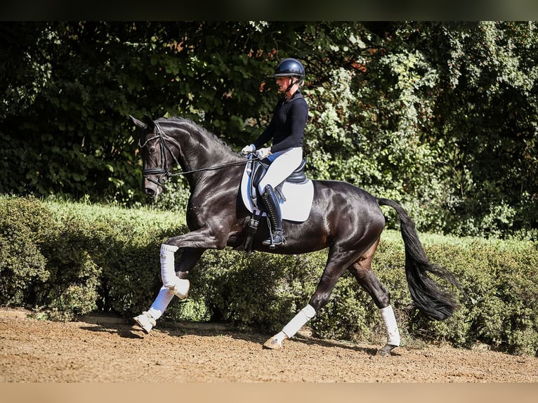 Hanovrien Jument 4 Ans 168 cm Noir in Riedstadt
