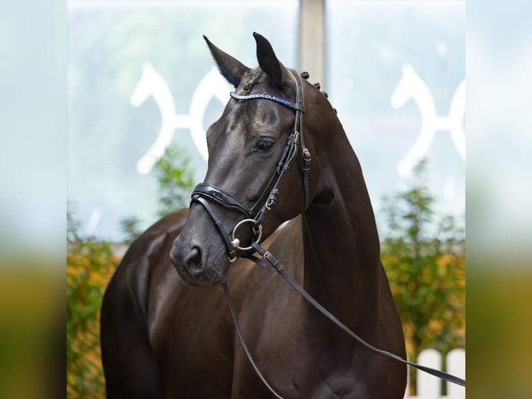 Hanovrien Jument 4 Ans 168 cm Noir in Verden