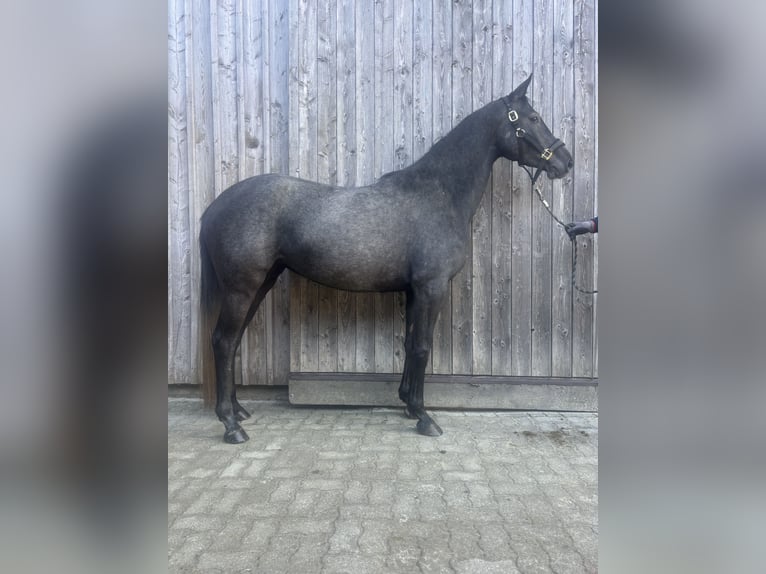 Hanovrien Jument 4 Ans 168 cm Rouan bleu in Zell am Moos