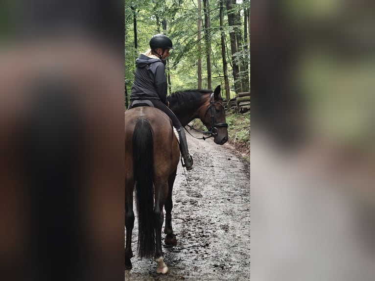 Hanovrien Jument 4 Ans 169 cm Bai brun in Bad Orb Hanovrien Jument 4 Ans 169 cm Bai brun in Bad Orb