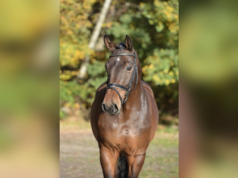 Hanovrien Jument 4 Ans 169 cm Bai brun in Essen (Oldenburg)