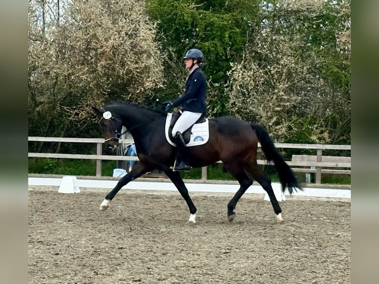 Hanovrien Jument 4 Ans 169 cm Bai brun in Fleckeby