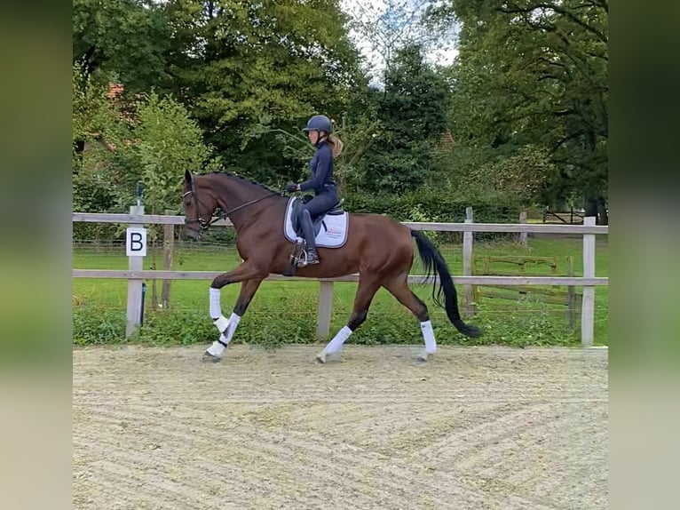 Hanovrien Jument 4 Ans 169 cm Bai in Langwedel