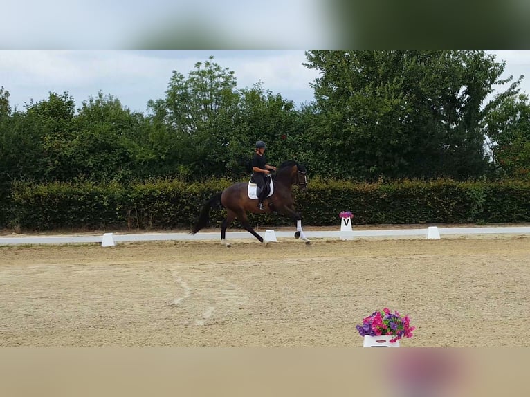 Hanovrien Jument 4 Ans 169 cm Bai in Weeze
