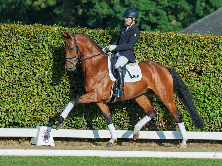 Hanovrien Jument 4 Ans 169 cm Bai in M&#xFC;nster-Handorf