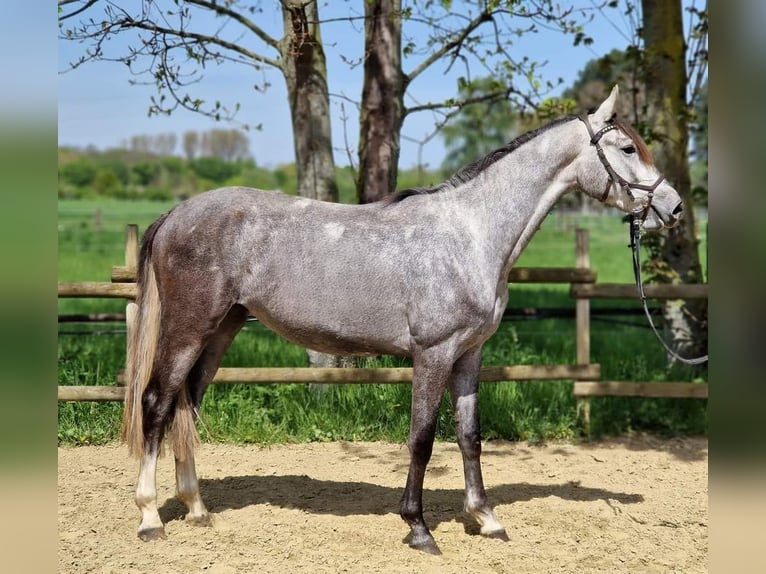 Hanovrien Jument 4 Ans 169 cm Gris in Korschenbroich