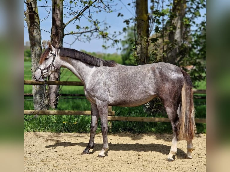 Hanovrien Jument 4 Ans 169 cm Gris in Korschenbroich