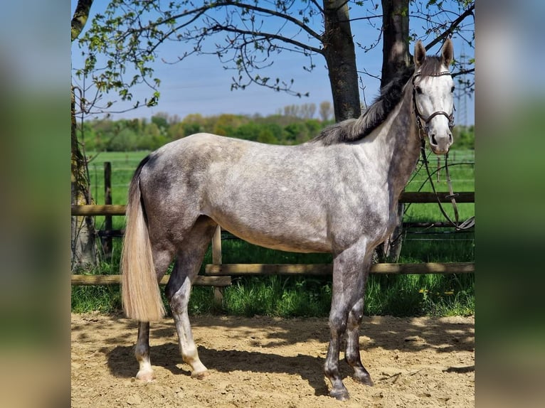 Hanovrien Jument 4 Ans 169 cm Gris in Korschenbroich