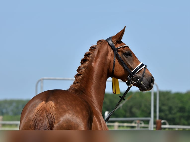 Hanovrien Jument 4 Ans 170 cm Alezan brûlé in Mockrehna