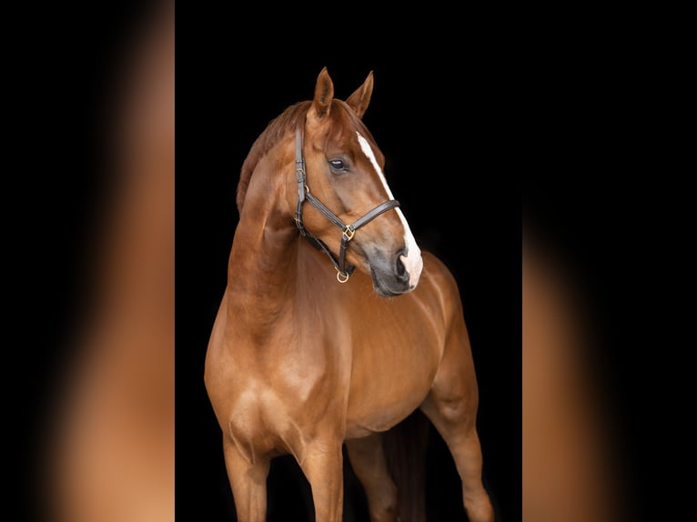 Hanovrien Jument 4 Ans 170 cm Alezan brûlé in Gifhorn