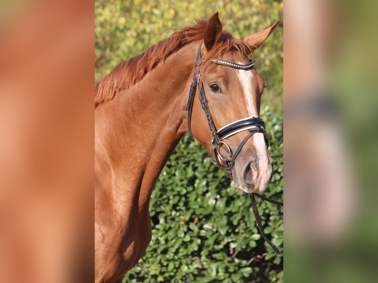 Hanovrien Jument 4 Ans 170 cm Alezan in Selsingen