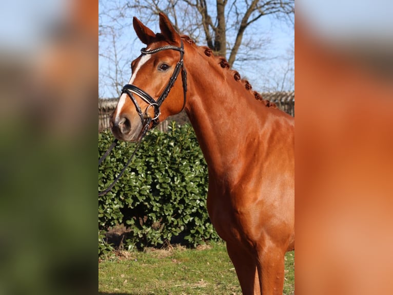 Hanovrien Jument 4 Ans 170 cm Alezan in Selsingen