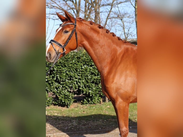 Hanovrien Jument 4 Ans 170 cm Alezan in Selsingen