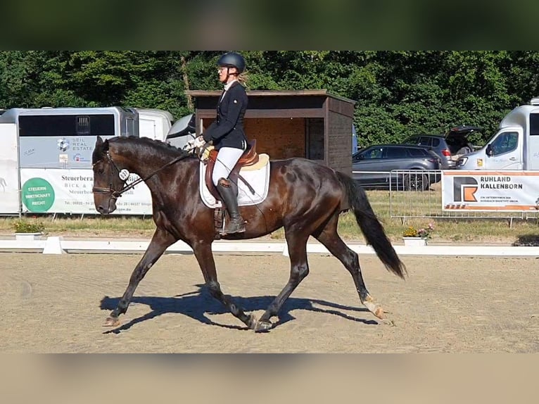 Hanovrien Jument 4 Ans 170 cm Bai brun foncé in Wadern