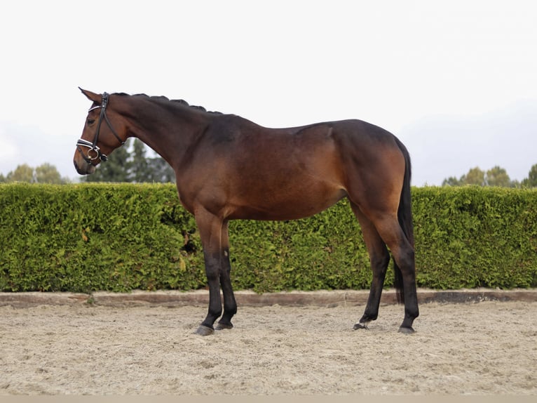 Hanovrien Jument 4 Ans 170 cm Bai in Tiddische