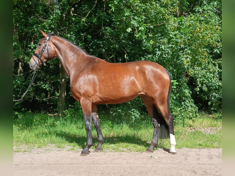 Hanovrien Jument 4 Ans 170 cm Bai in Barenburg