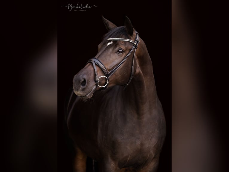 Hanovrien Jument 4 Ans 170 cm Bai in Lechbruck