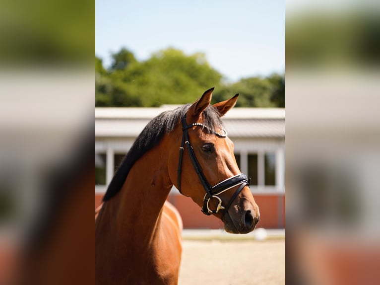 Hanovrien Jument 4 Ans 170 cm Bai in Dorsten