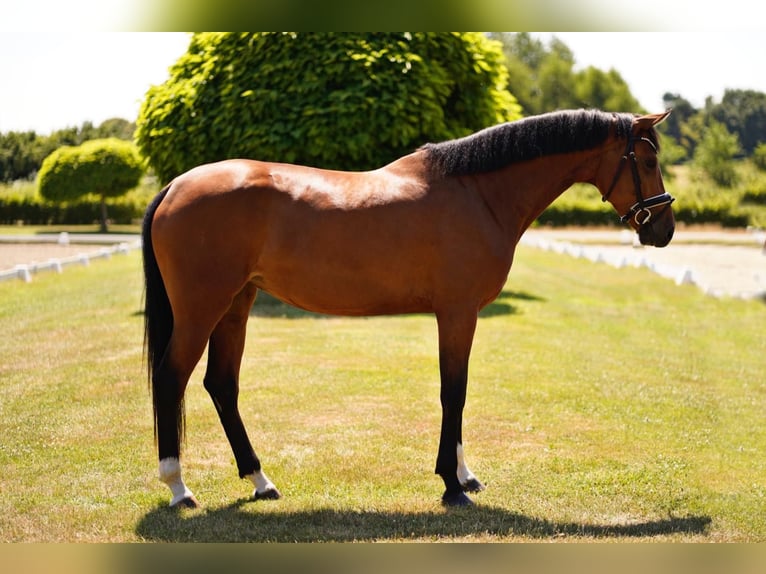 Hanovrien Jument 4 Ans 170 cm Bai in Dorsten