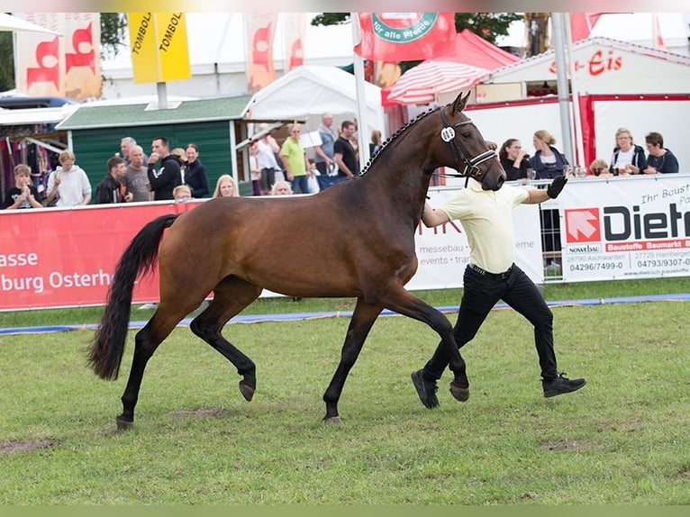 Hanovrien Jument 4 Ans 170 cm Bai in Essen (Oldenburg)