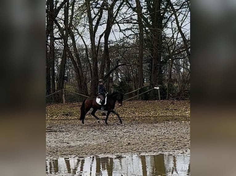 Hanovrien Jument 4 Ans 170 cm Bai in Landesbergen