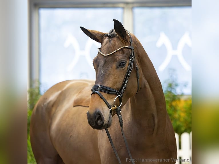 Hanovrien Jument 4 Ans 170 cm Bai in Verden