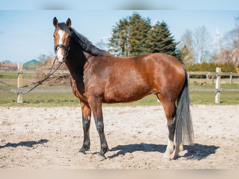Hanovrien Jument 4 Ans 170 cm Bai in Ihlow