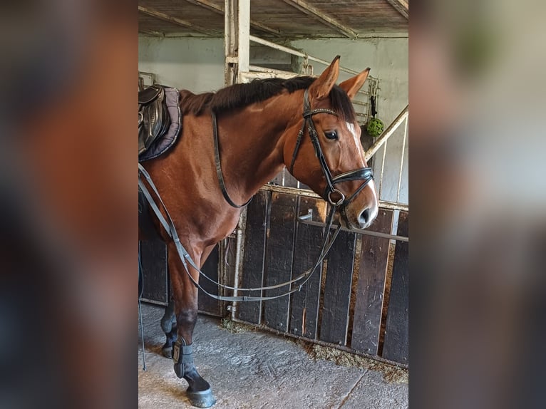 Hanovrien Jument 4 Ans 170 cm Bai in Klempau