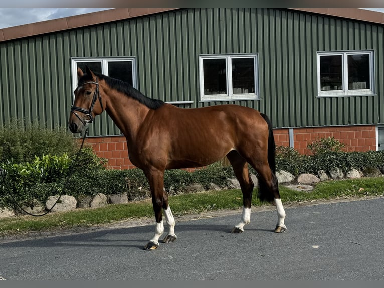 Hanovrien Jument 4 Ans 170 cm Bai in Ohrensen