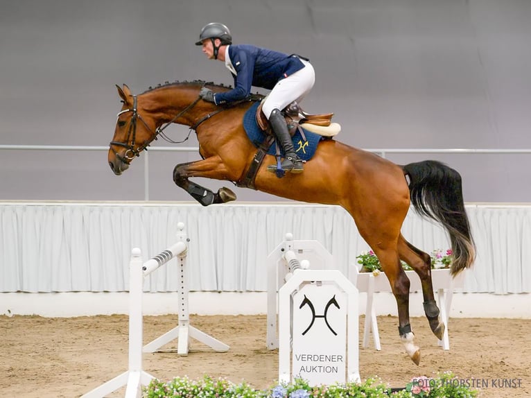 Hanovrien Jument 4 Ans 170 cm Bai in Verden