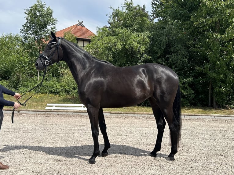Hanovrien Jument 4 Ans 170 cm Noir in Römstedt