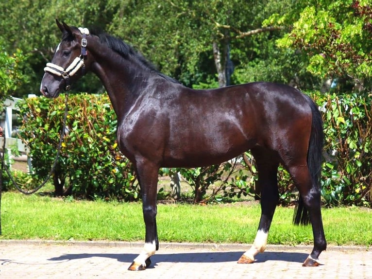 Hanovrien Jument 4 Ans 170 cm Noir in Selsingen