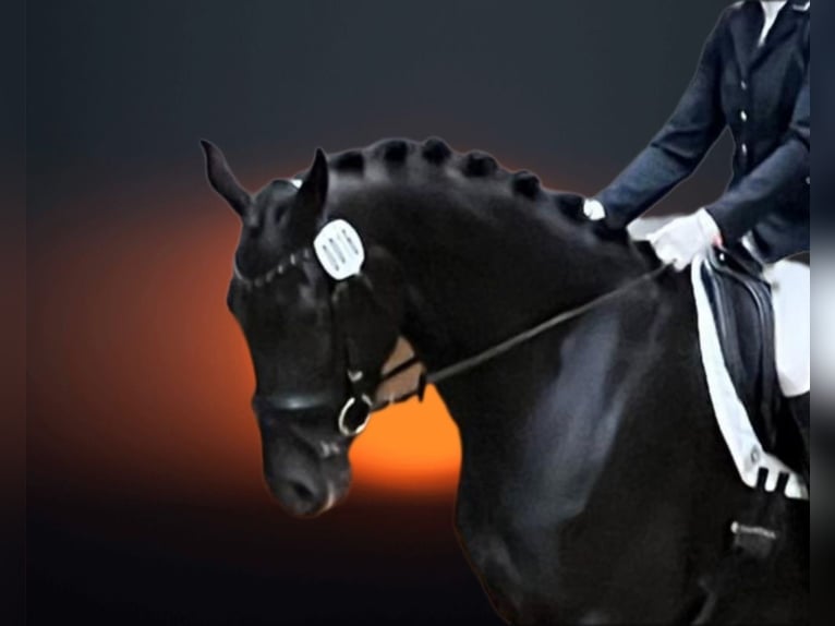 Hanovrien Jument 4 Ans 170 cm Noir in Leer (Ostfriesland)