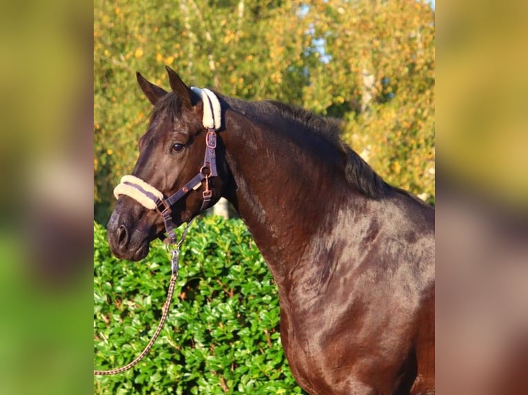 Hanovrien Jument 4 Ans 170 cm Noir in Selsingen