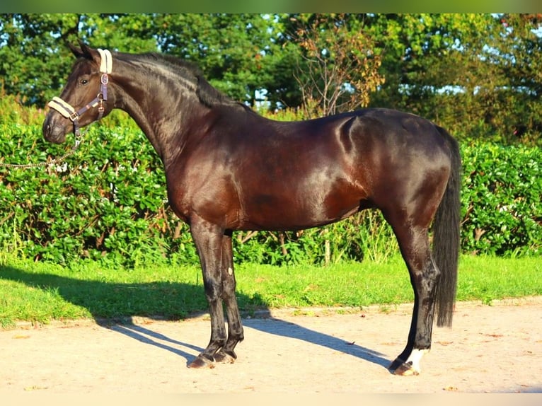 Hanovrien Jument 4 Ans 170 cm Noir in Selsingen