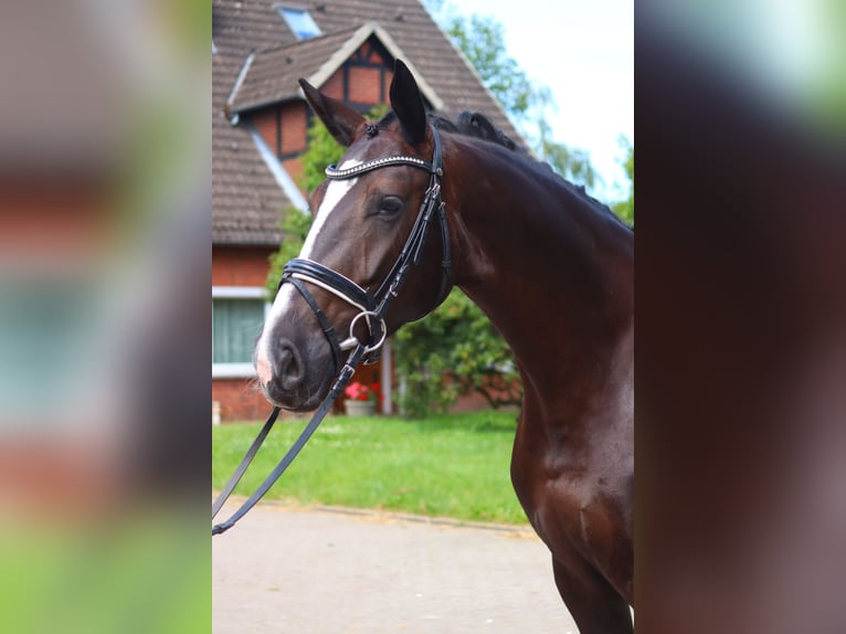 Hanovrien Jument 4 Ans 170 cm Noir in Selsingen