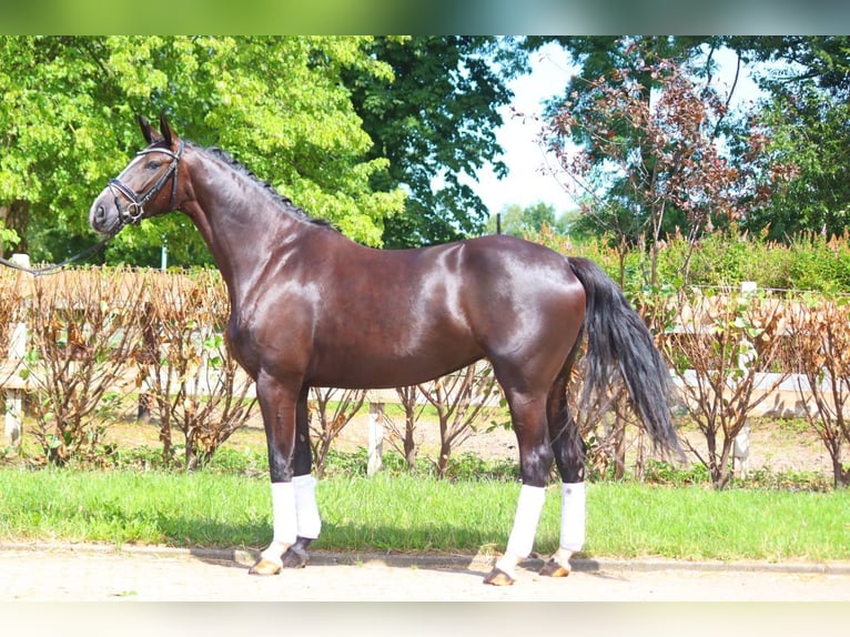 Hanovrien Jument 4 Ans 170 cm Noir in Selsingen