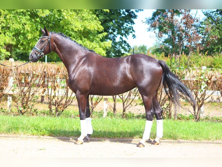 Hanovrien Jument 4 Ans 170 cm Noir in Selsingen