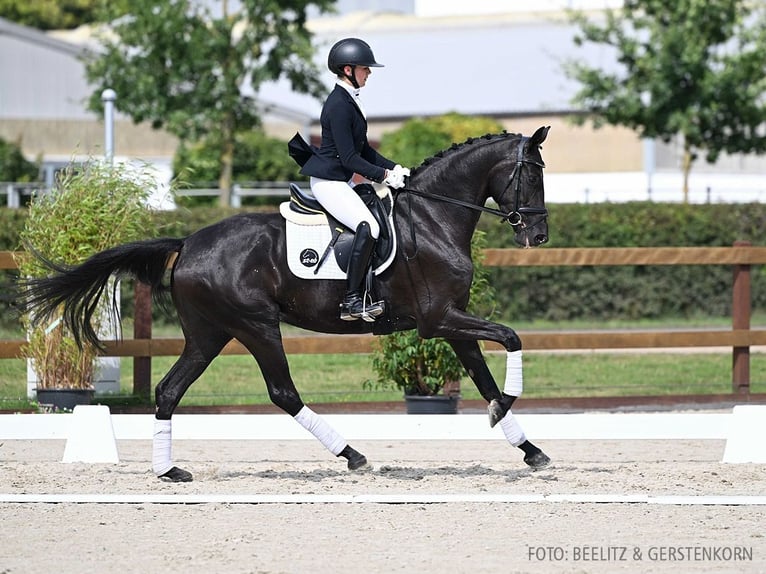 Hanovrien Jument 4 Ans 170 cm Noir in Verden