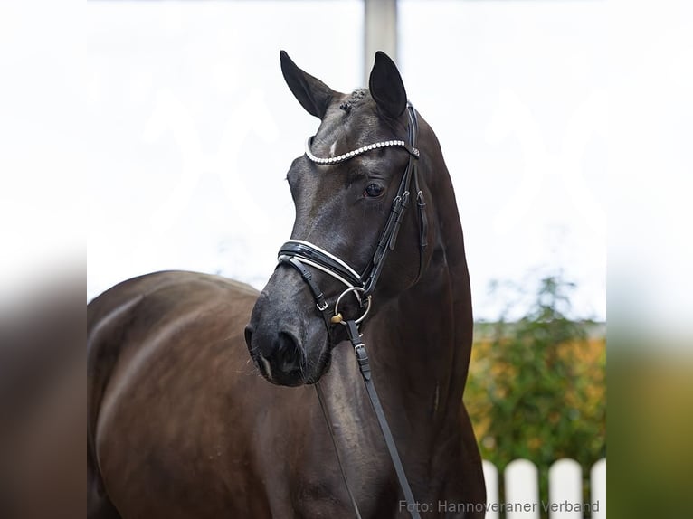 Hanovrien Jument 4 Ans 170 cm Noir in Verden