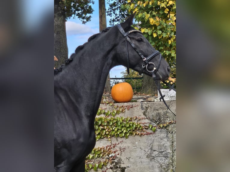 Hanovrien Jument 4 Ans 170 cm Noir in Sprockh&#xF6;vel