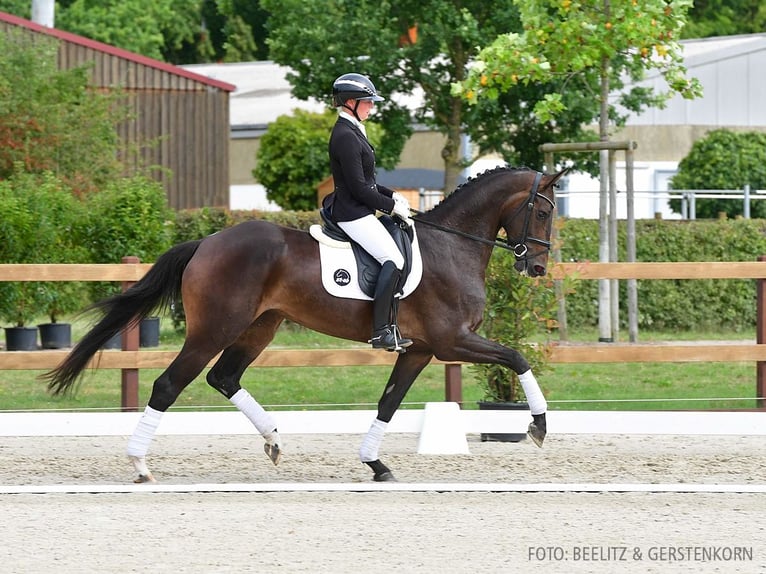 Hanovrien Jument 4 Ans 171 cm Bai brun foncé in Verden