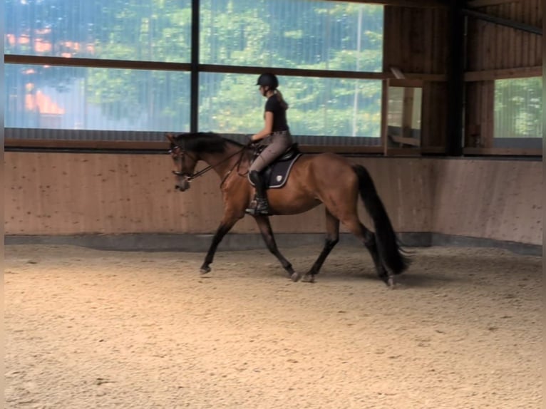 Hanovrien Jument 4 Ans 171 cm Bai in Agathenburg